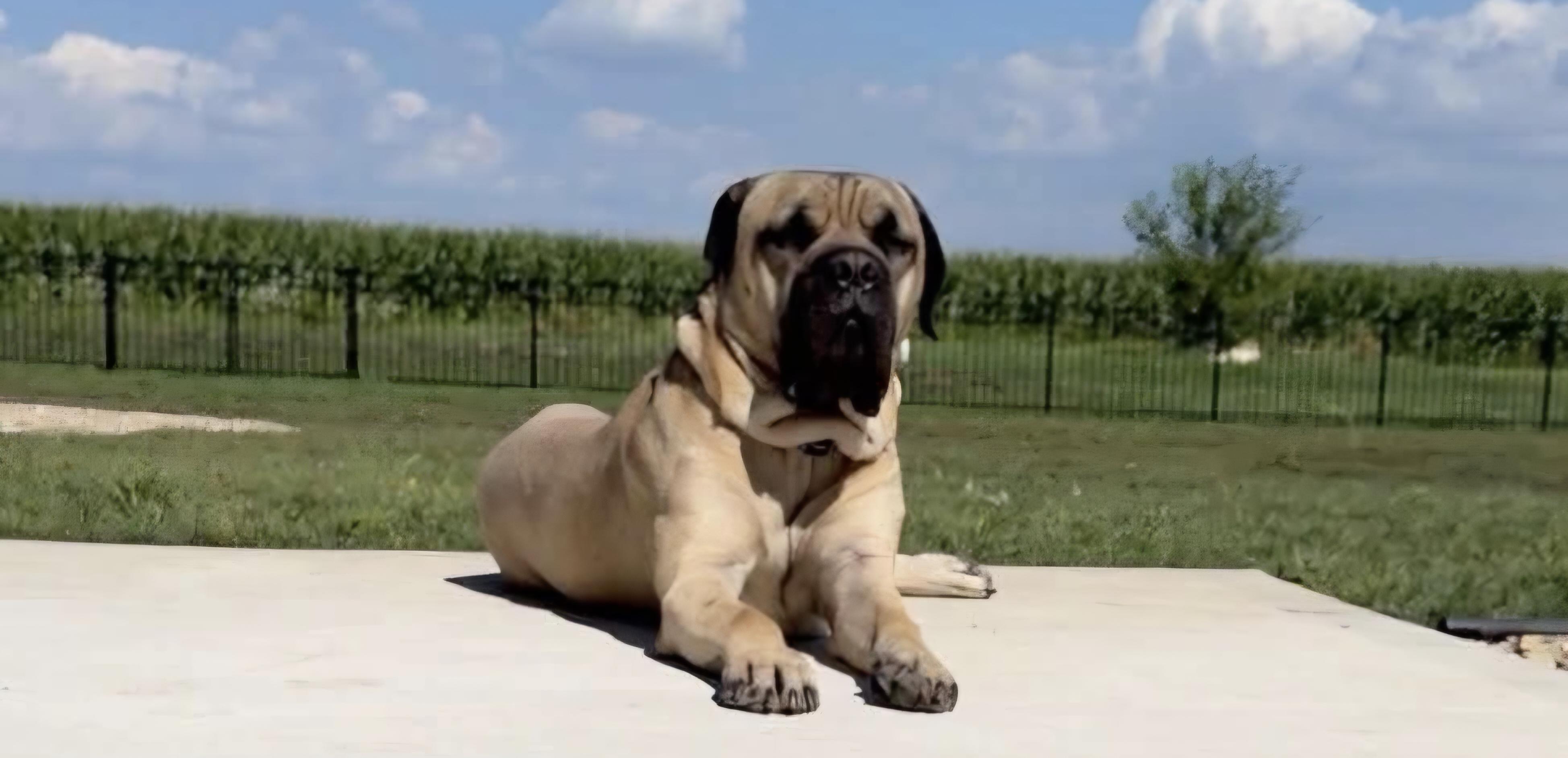 Tank - IL, a ADOPTABLE Bullmastiff in Lisle, IL image 3/3