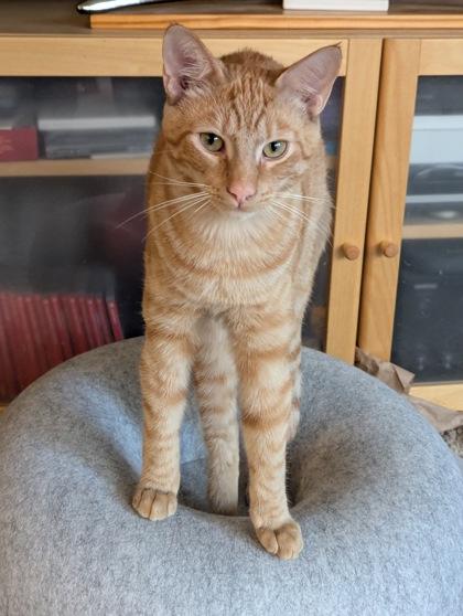Horus (must be adopted with Osiris), Adoptable, Kitten Male Domestic Short Hair & Domestic Short Hair.