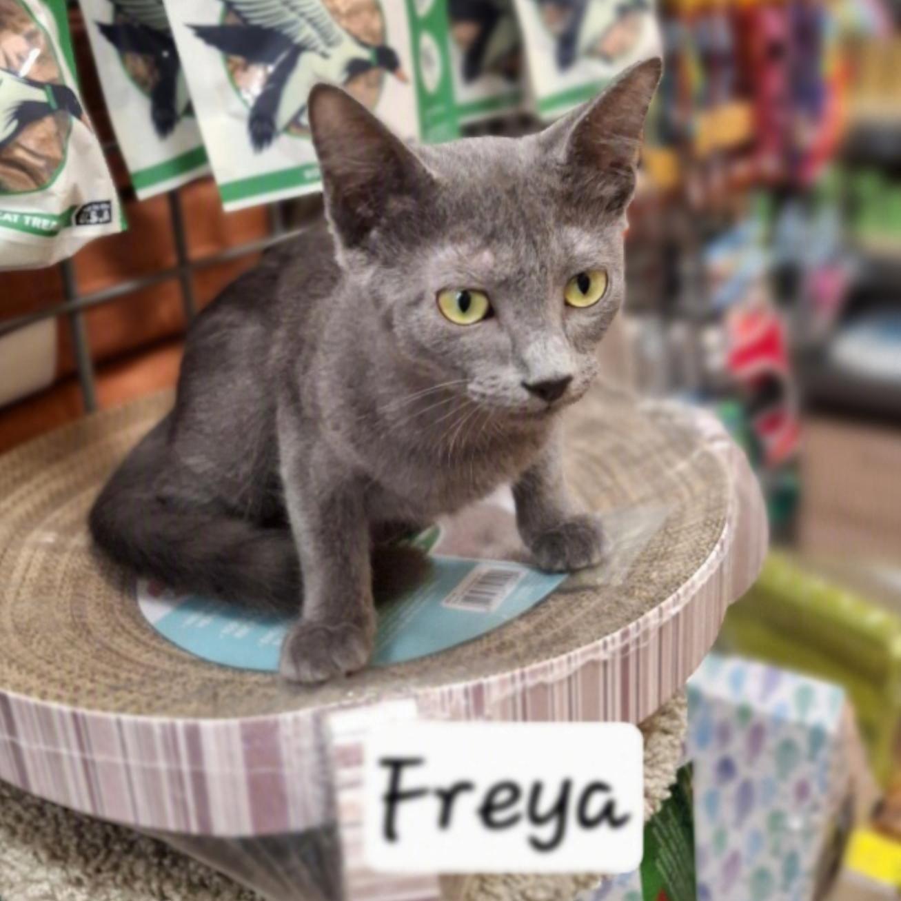 Enlarge Freya #little-helper, a Adopted Russian Blue in Houston, TX image 1/3
