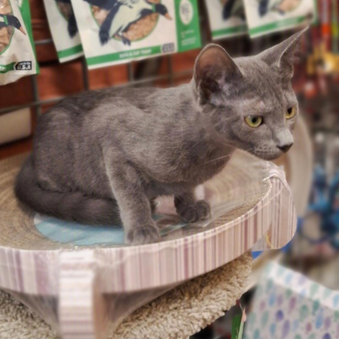 Enlarge Freya #little-helper, a Adopted Russian Blue in Houston, TX image 2/3
