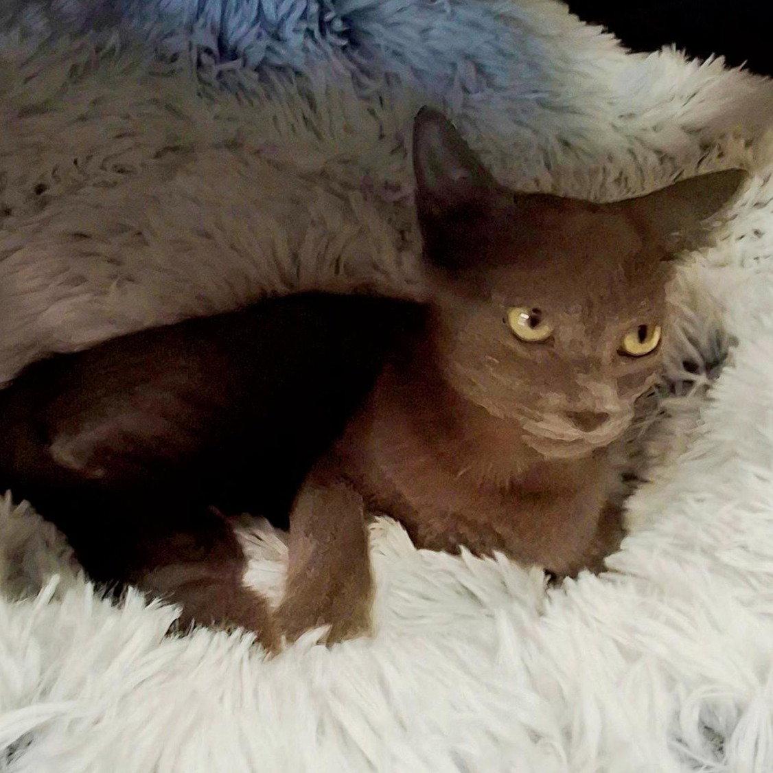 Enlarge Freya #little-helper, a Adopted Russian Blue in Houston, TX image 3/3