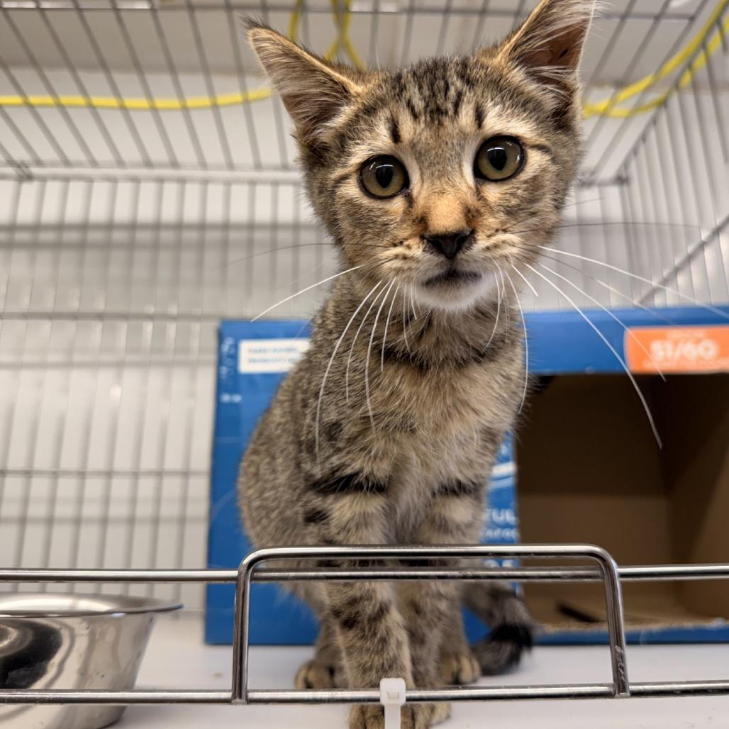 Enlarge Harry, a Adoptable Domestic Short Hair in Rangely, CO image 1/1