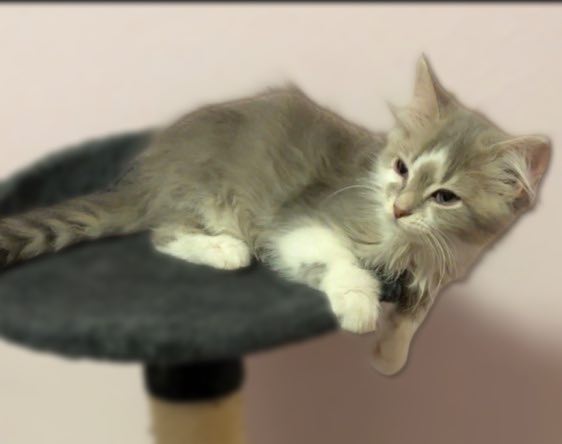 Enlarge Athena, a Adopted Domestic Long Hair in Marion, IN image 1/1