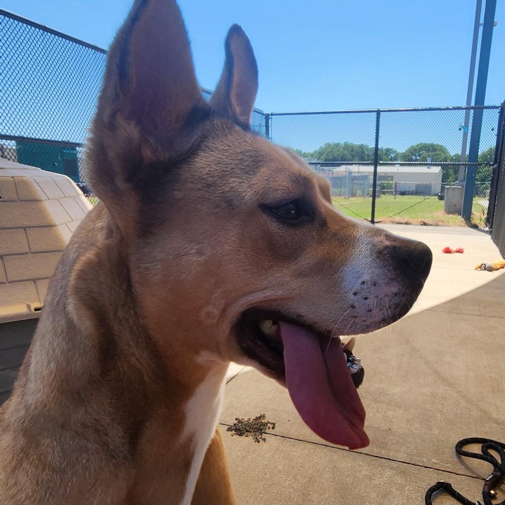 Portia, Adoptable, Adult Female Shepherd & Pit Bull Terrier.