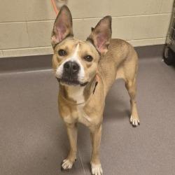 Portia, a Adoptable mixed breed in Norman, OK image 3/4
