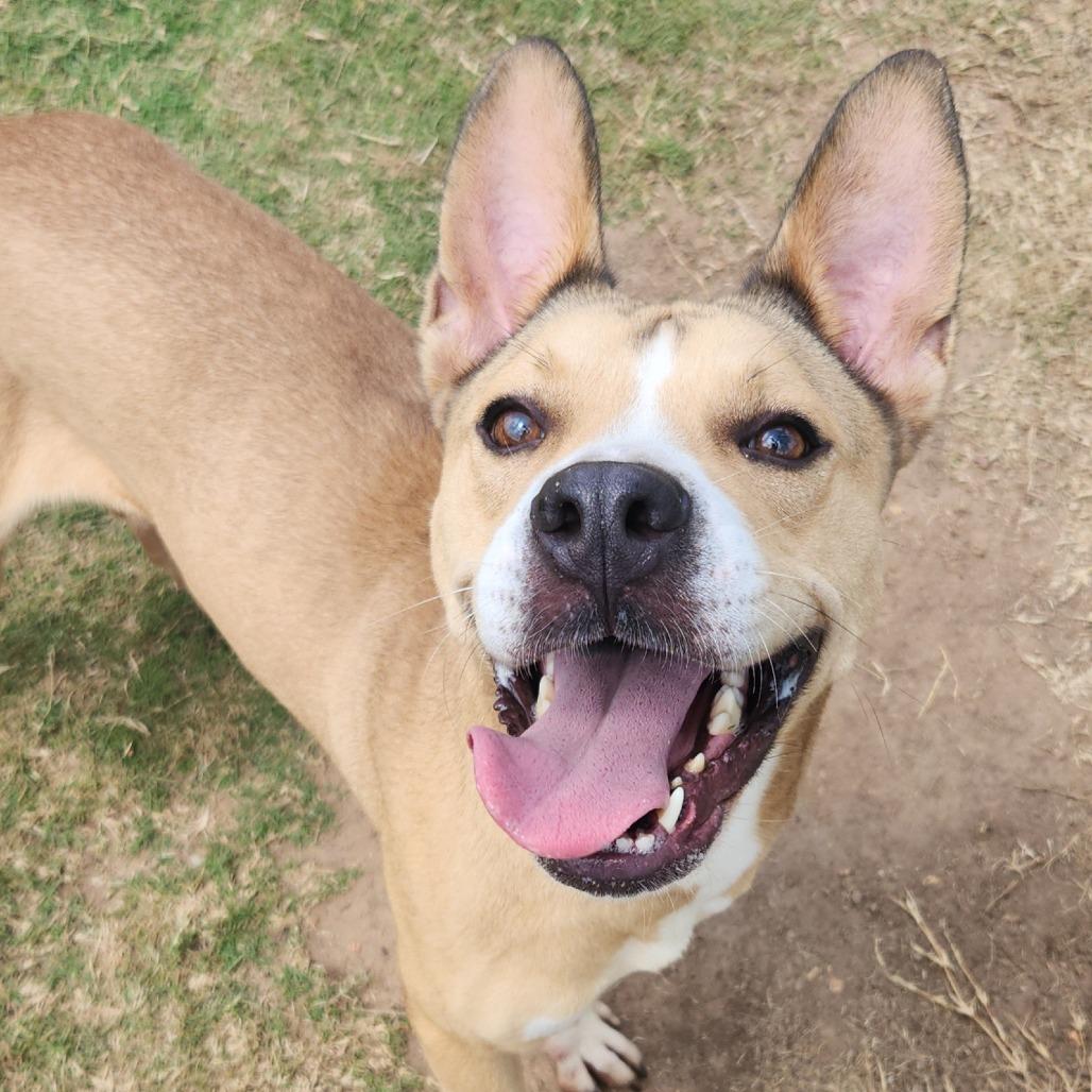Portia, a Adoptable mixed breed in Norman, OK image 4/4