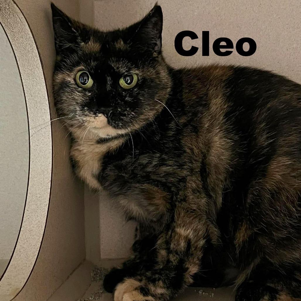 Cleo 260655, Adoptable, Adult Female Domestic Short Hair.