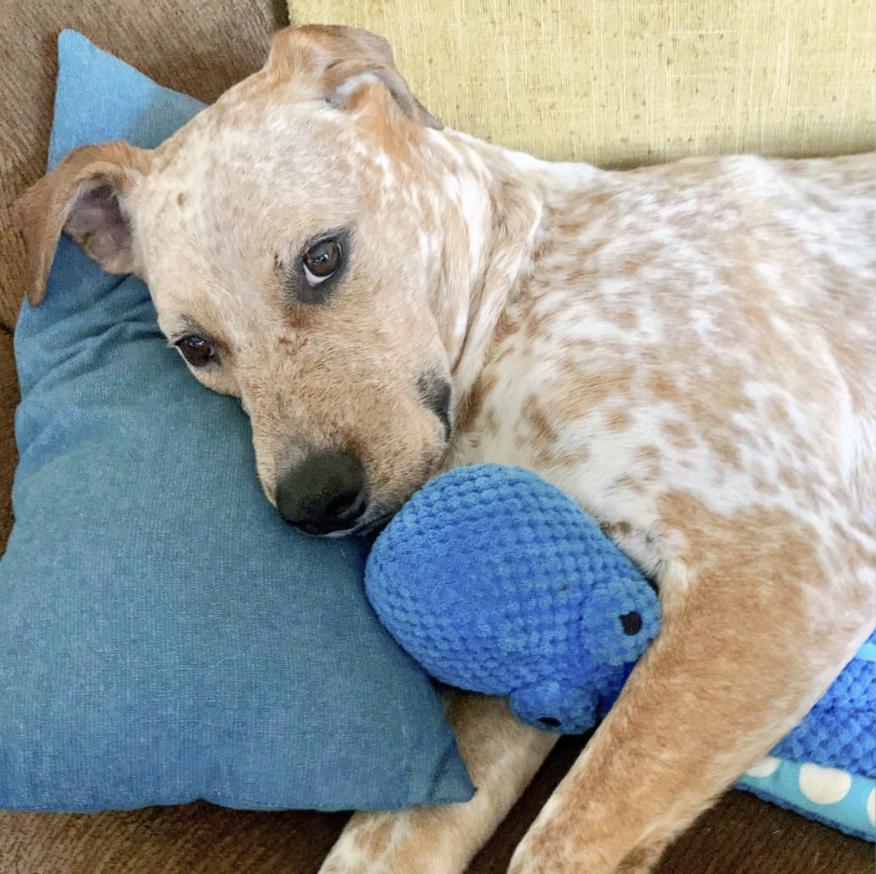 Enlarge Bangles, a Adoptable mixed breed in Southbridge, MA image 6/6