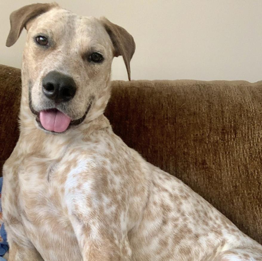 Enlarge Bangles, a Adoptable mixed breed in Southbridge, MA image 5/6