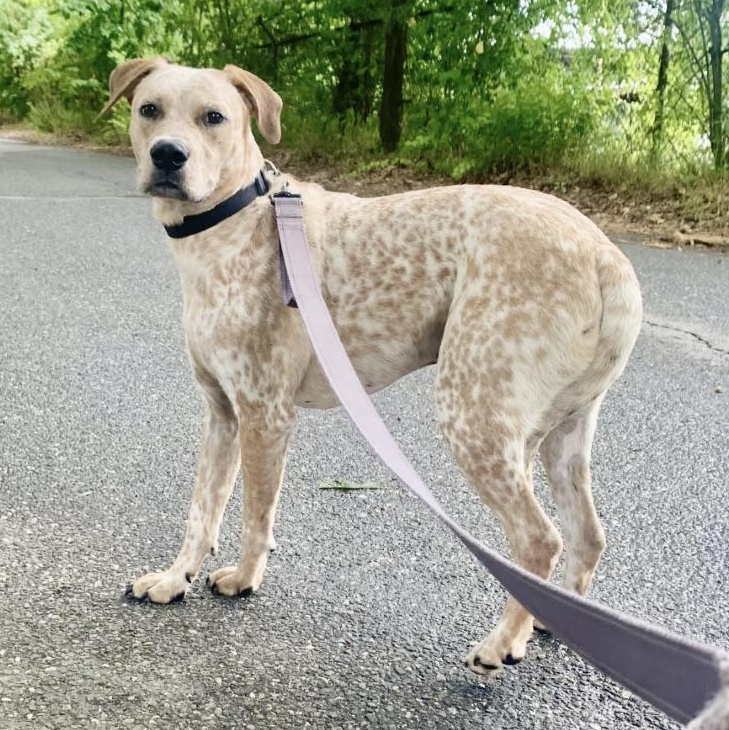 Enlarge Bangles, a Adoptable mixed breed in Southbridge, MA image 1/6