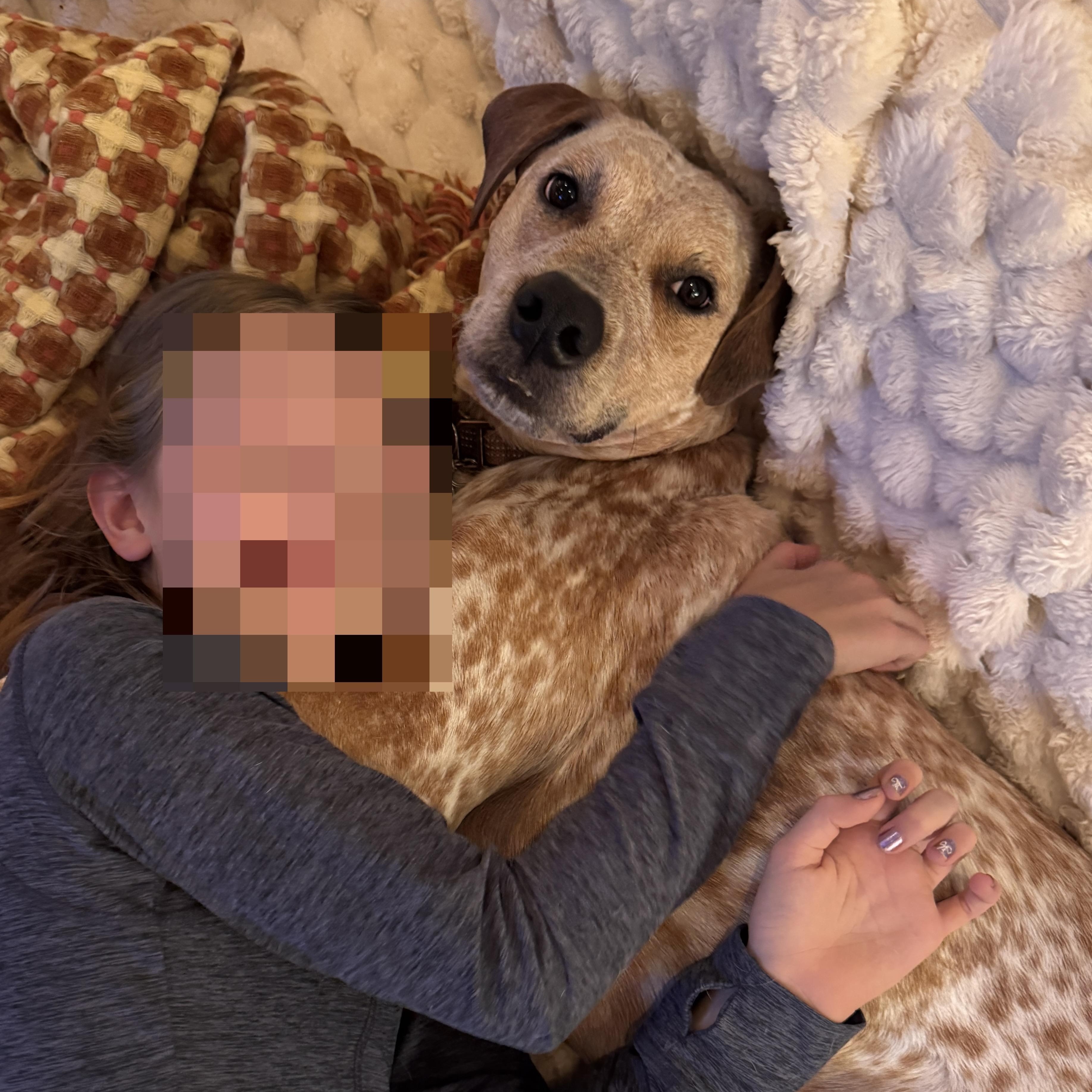 Enlarge Bangles, a Adoptable mixed breed in Southbridge, MA image 4/6