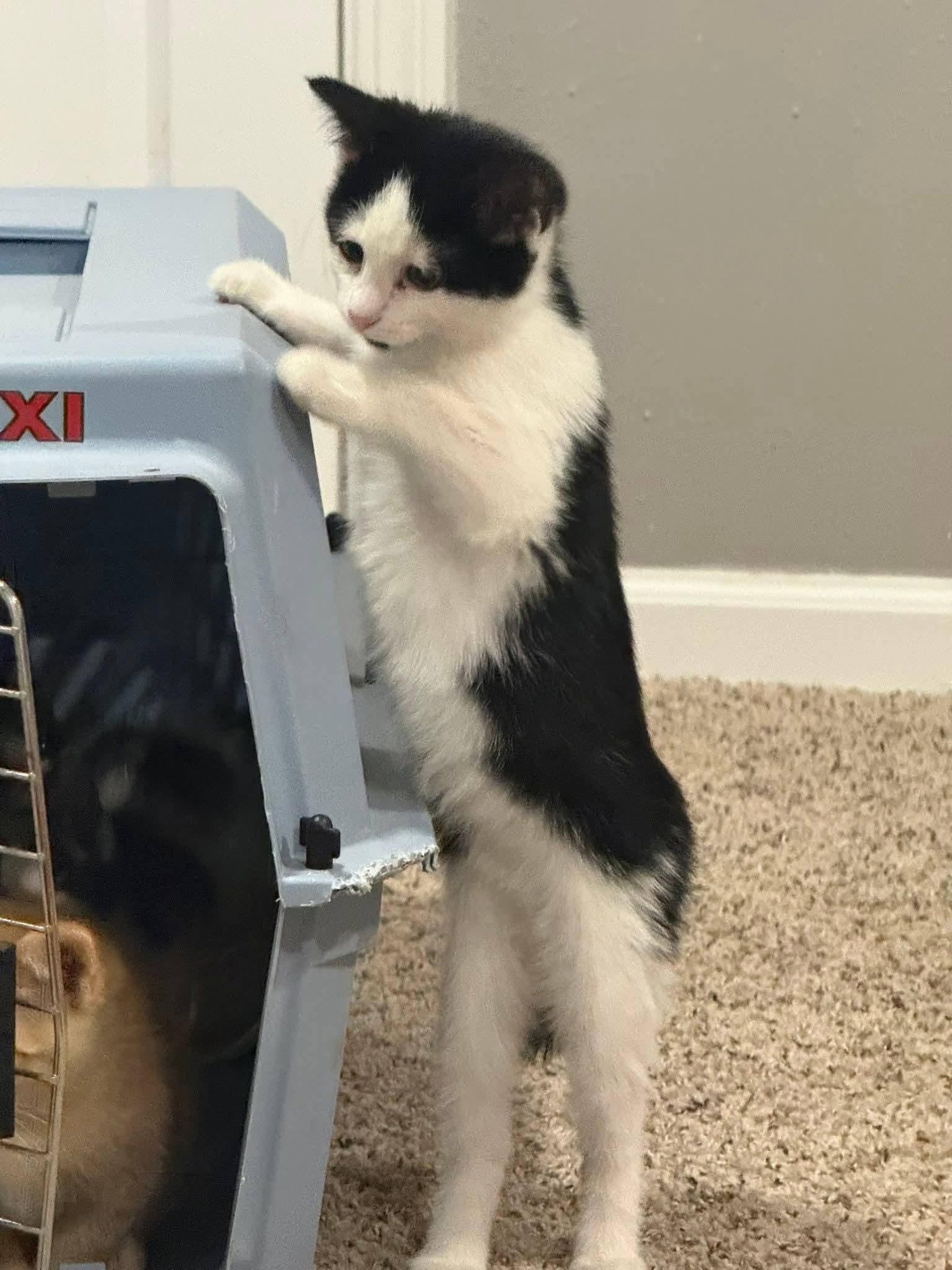 Enlarge Bobbin, an adopted mixed breed in Sioux City, IA image 5/5