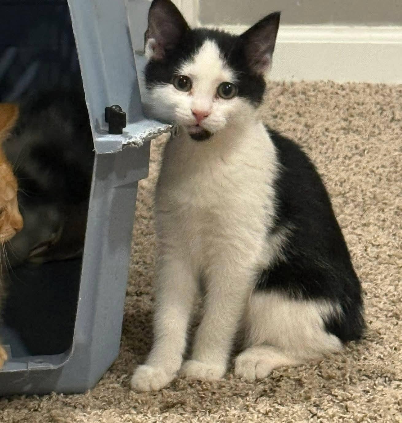 Enlarge Bobbin, an adopted mixed breed in Sioux City, IA image 1/5