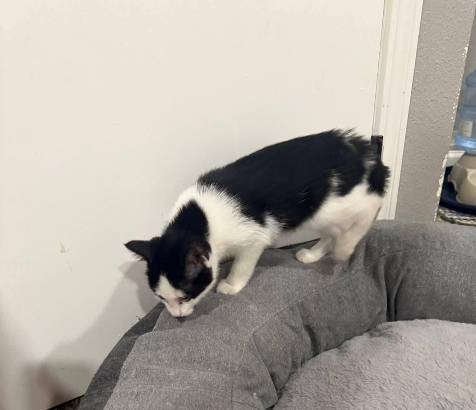 Enlarge Bobbin, an adopted mixed breed in Sioux City, IA image 2/5