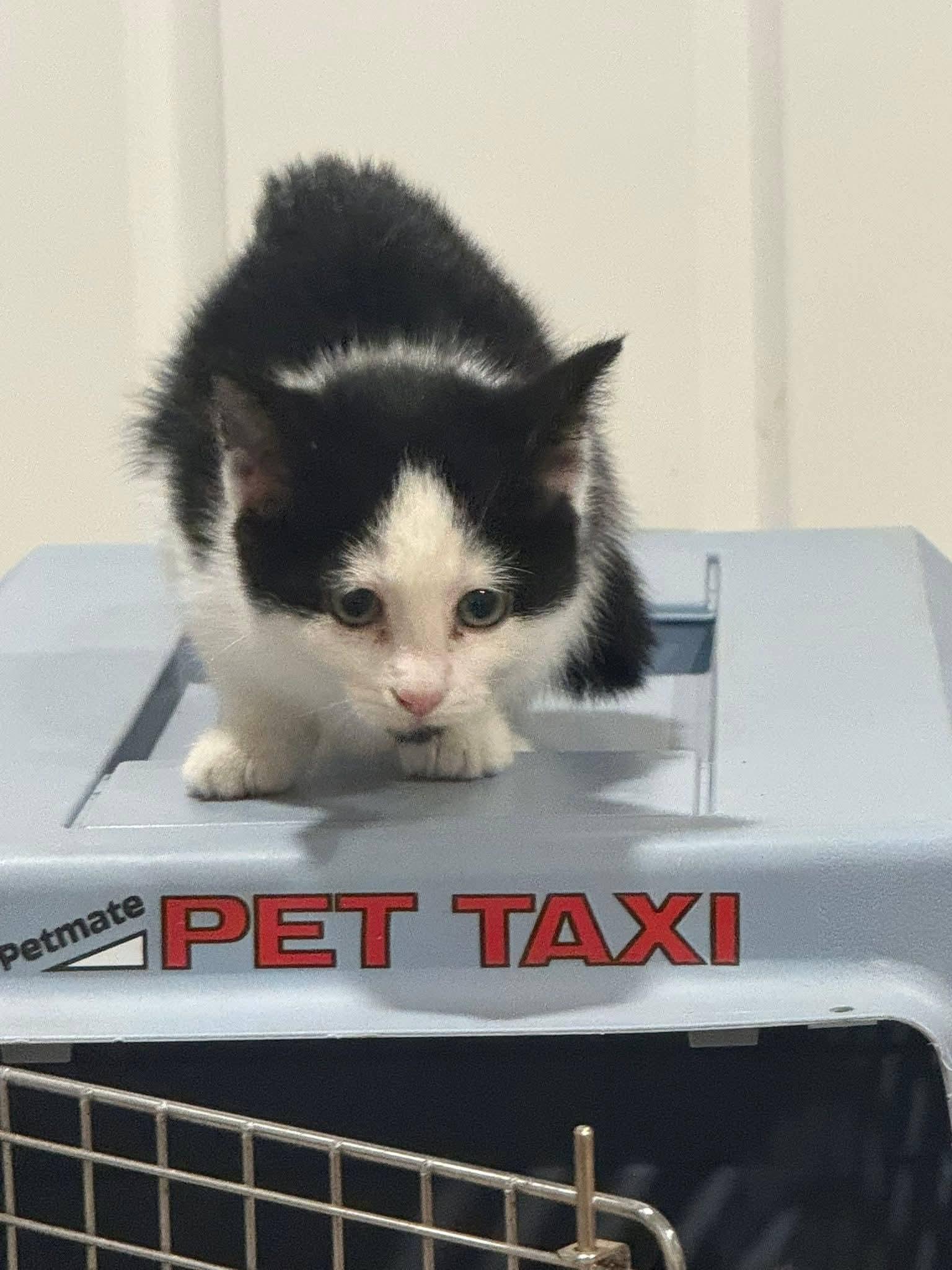 Enlarge Bobbin, an adopted mixed breed in Sioux City, IA image 4/5