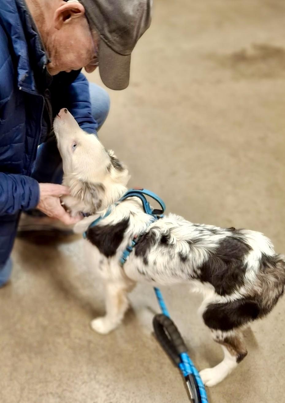 Enlarge Jay, a Adoptable Border Collie in Duluth, MN image 2/6