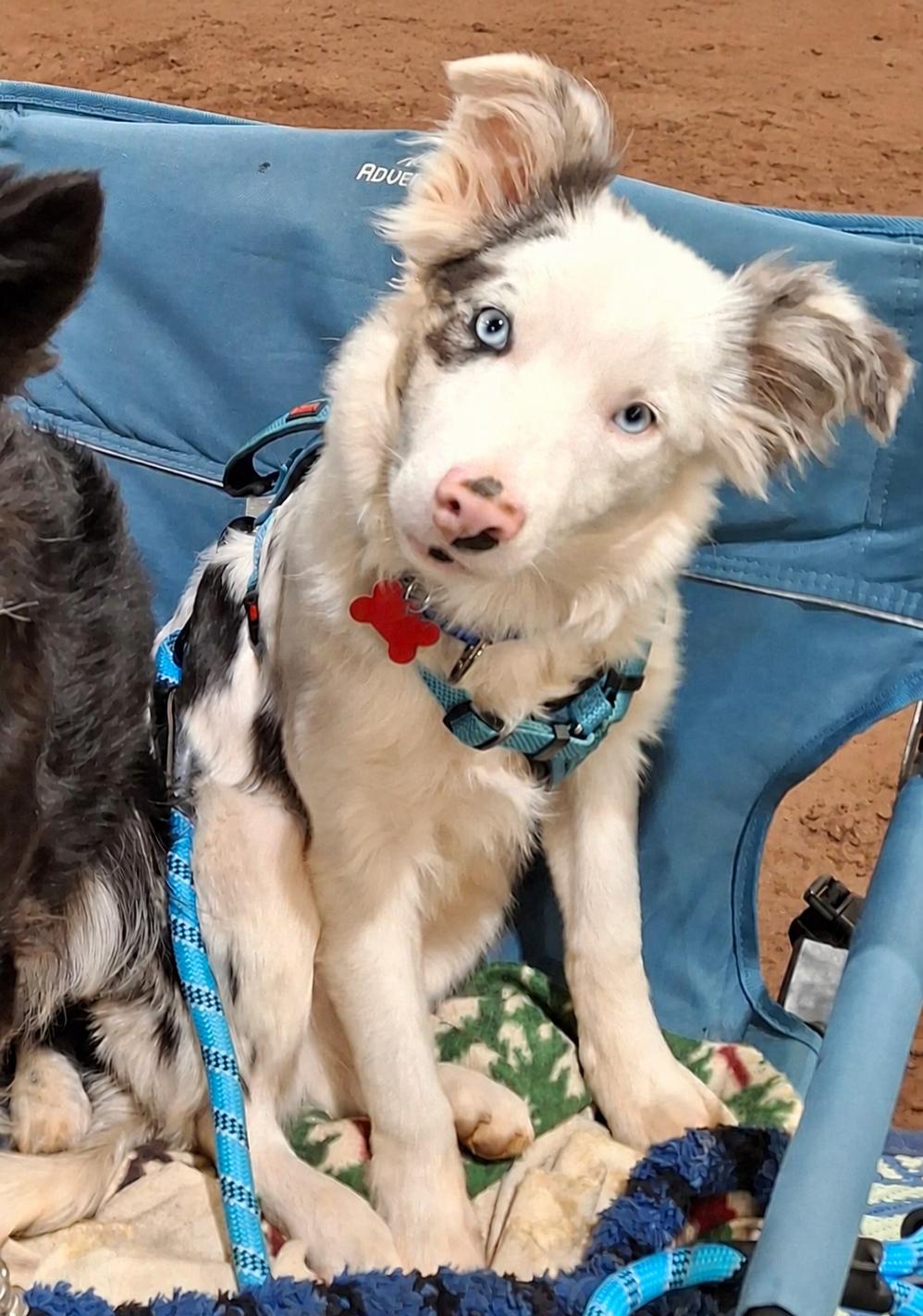 Enlarge Jay, a Adoptable Border Collie in Duluth, MN image 1/6