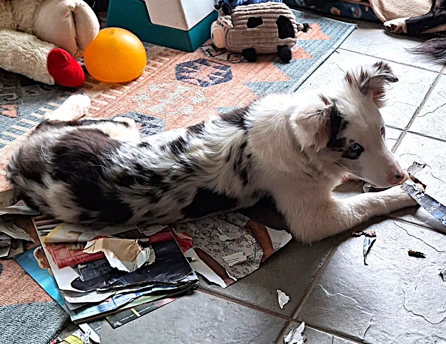 Enlarge Jay, a Adoptable Border Collie in Duluth, MN image 5/6