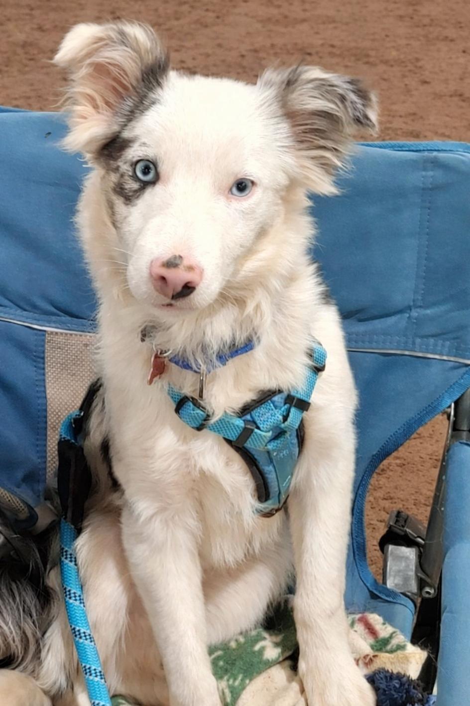 Enlarge Jay, a Adoptable Border Collie in Duluth, MN image 4/6
