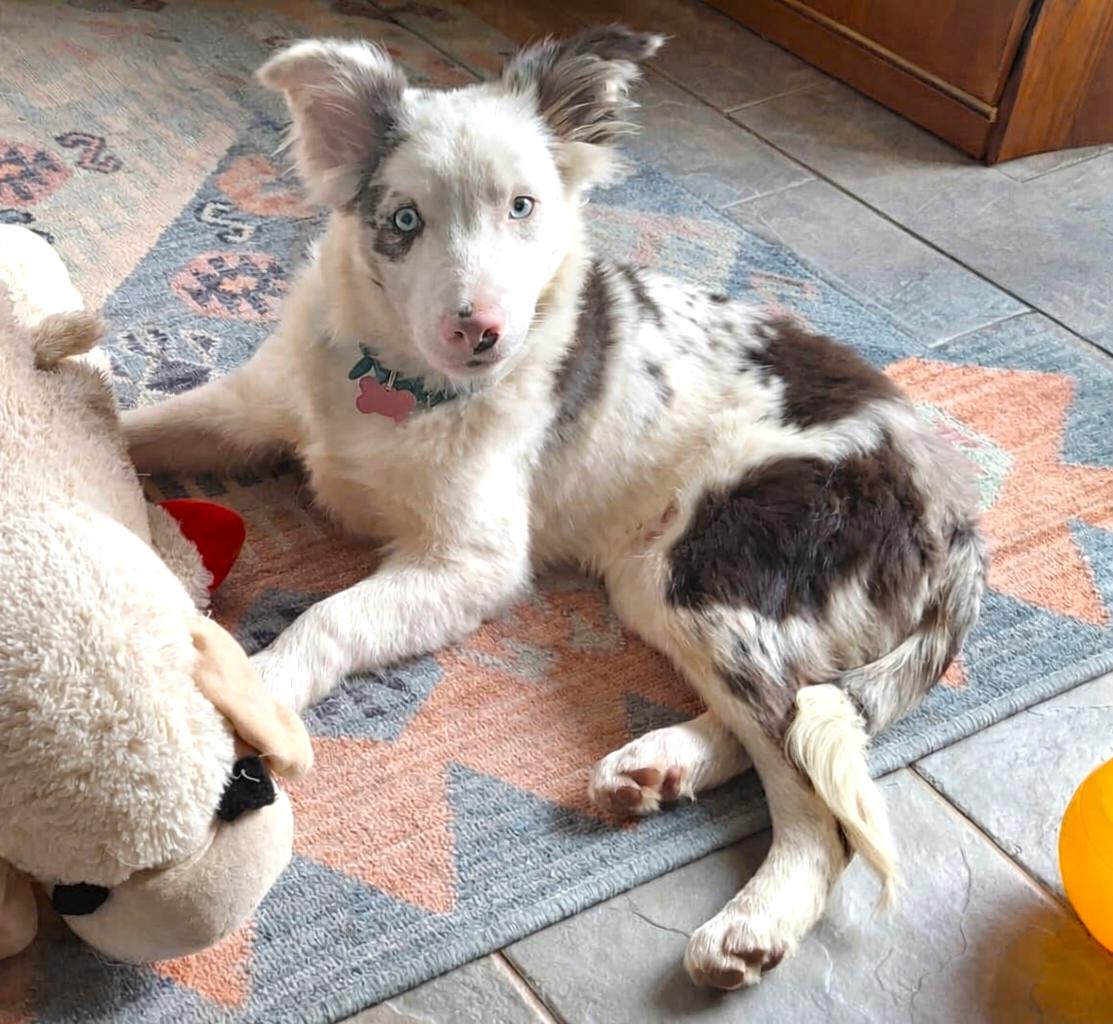 Enlarge Jay, a Adoptable Border Collie in Duluth, MN image 3/6