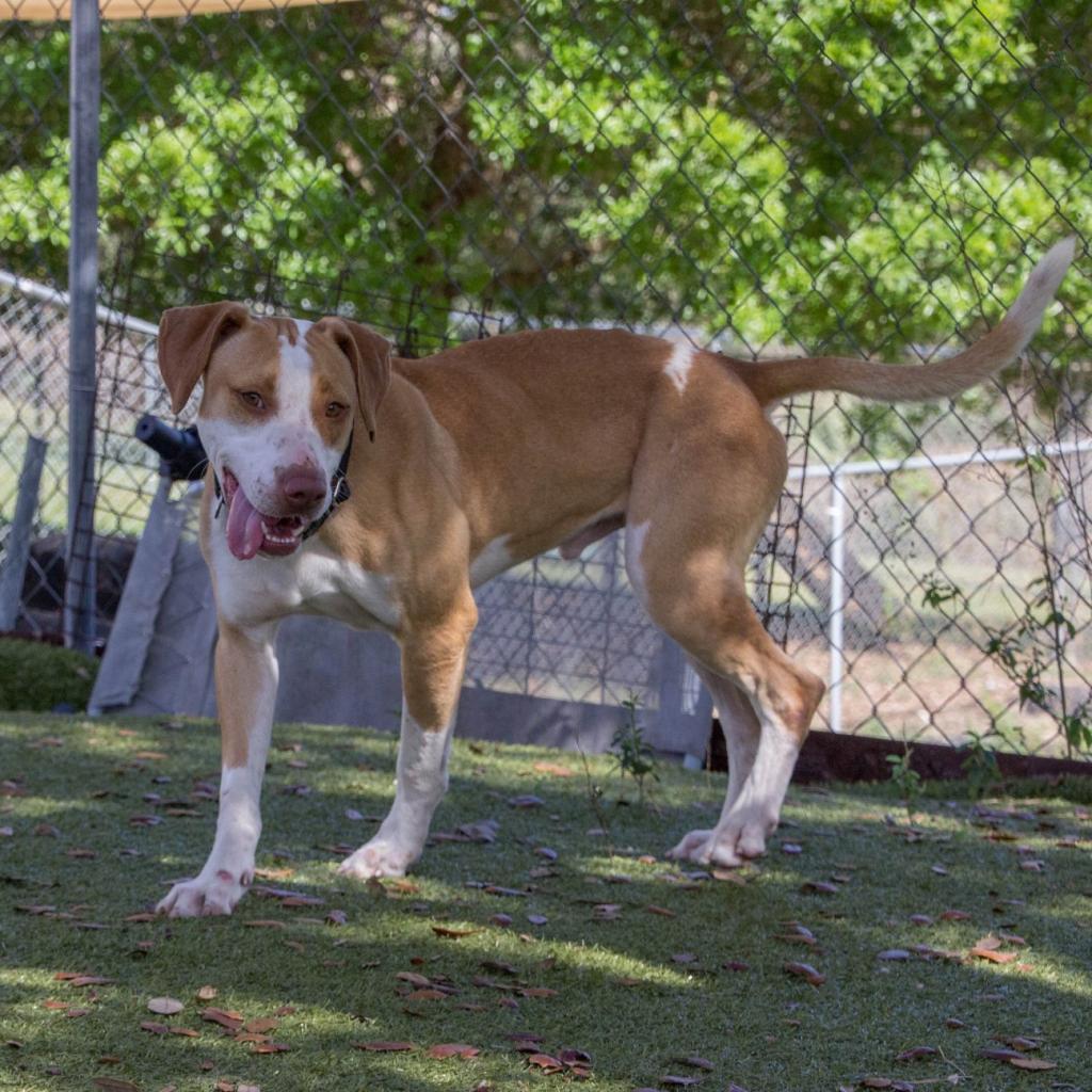 Brooks, Adoptable, Senior Male Mixed Breed.