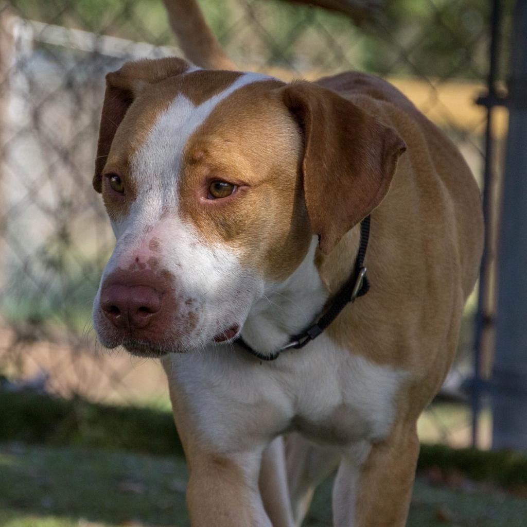 Brooks, a Adoptable Mixed Breed in Titusville, FL image 2/6