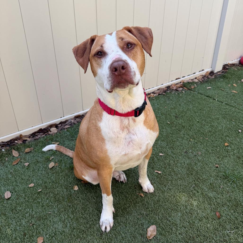 Brooks, a Adoptable Mixed Breed in Titusville, FL image 3/6
