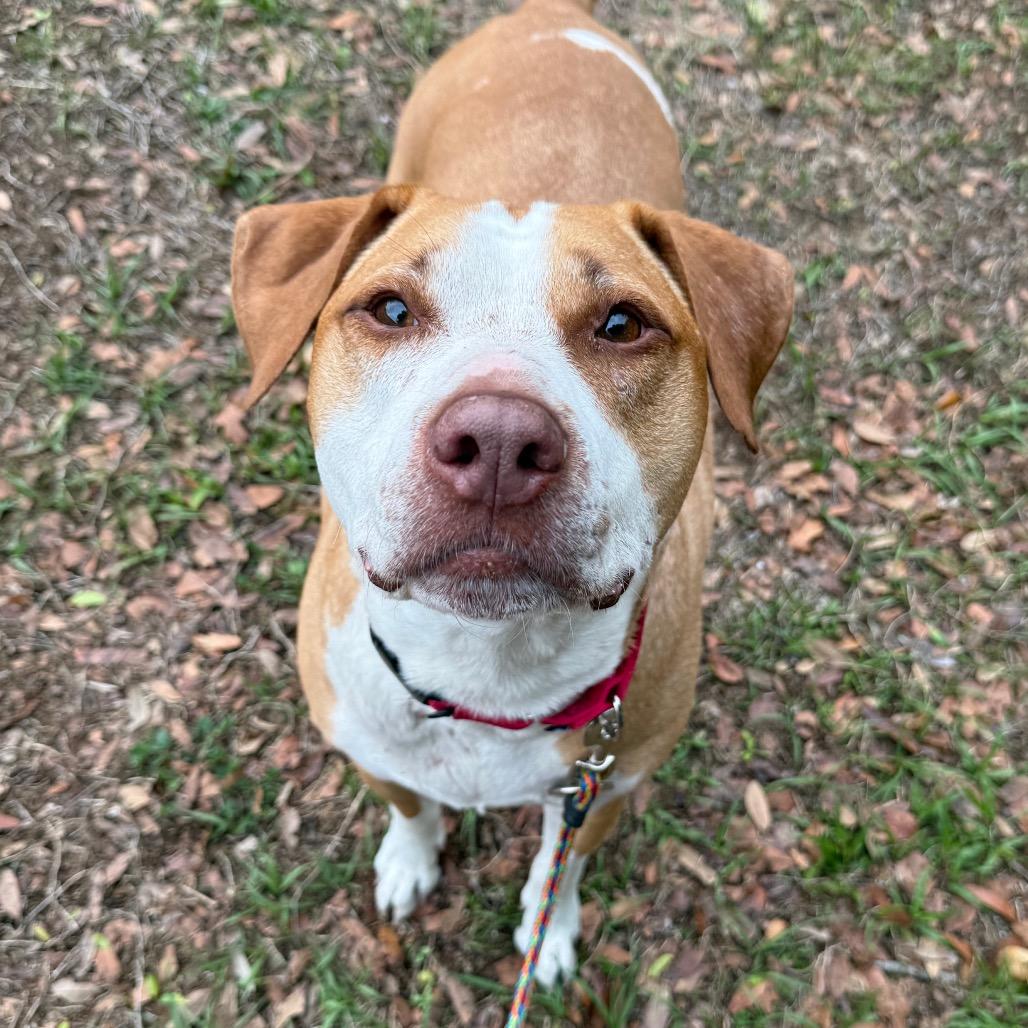 Brooks, a Adoptable Mixed Breed in Titusville, FL image 4/6