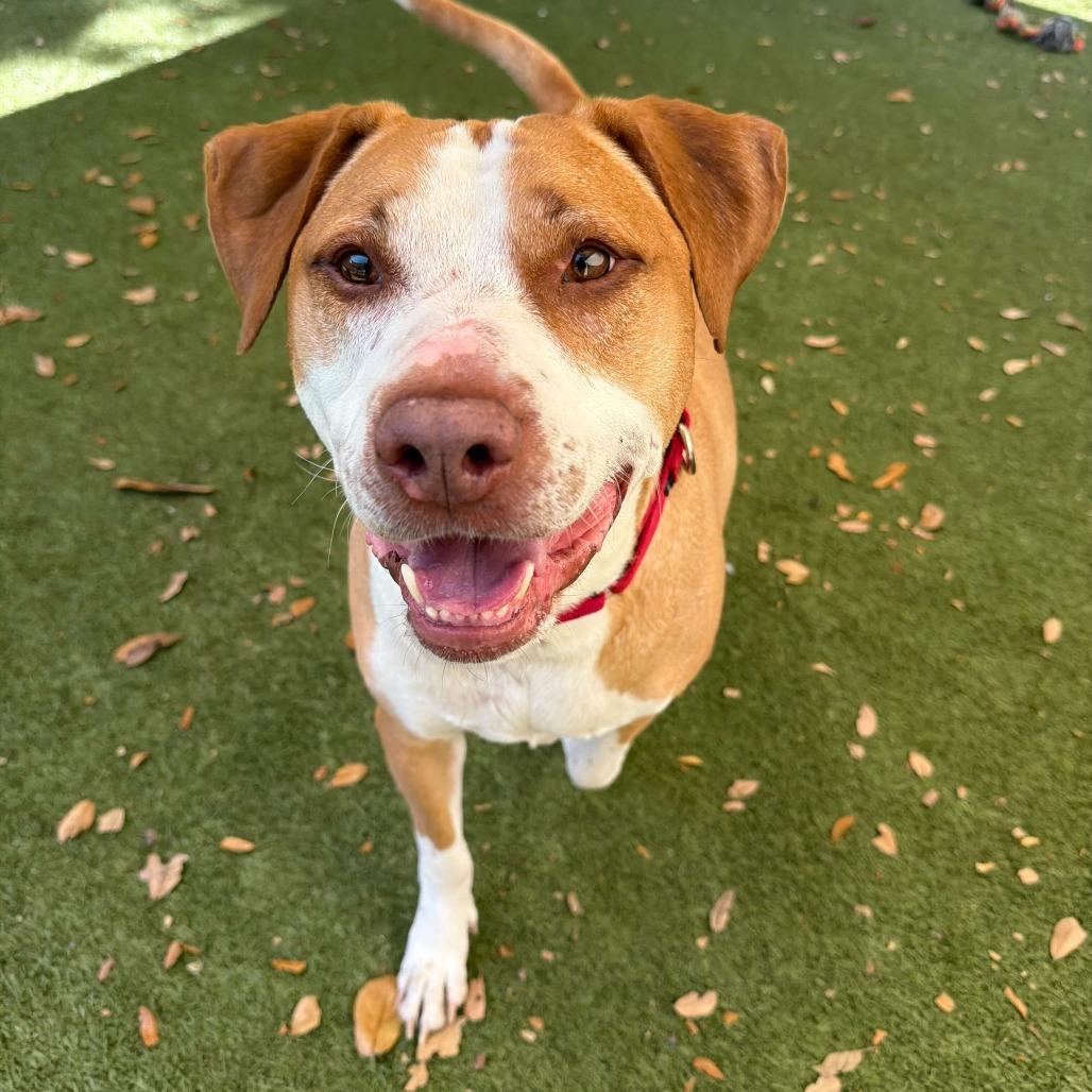 Brooks, a Adoptable Mixed Breed in Titusville, FL image 4/6