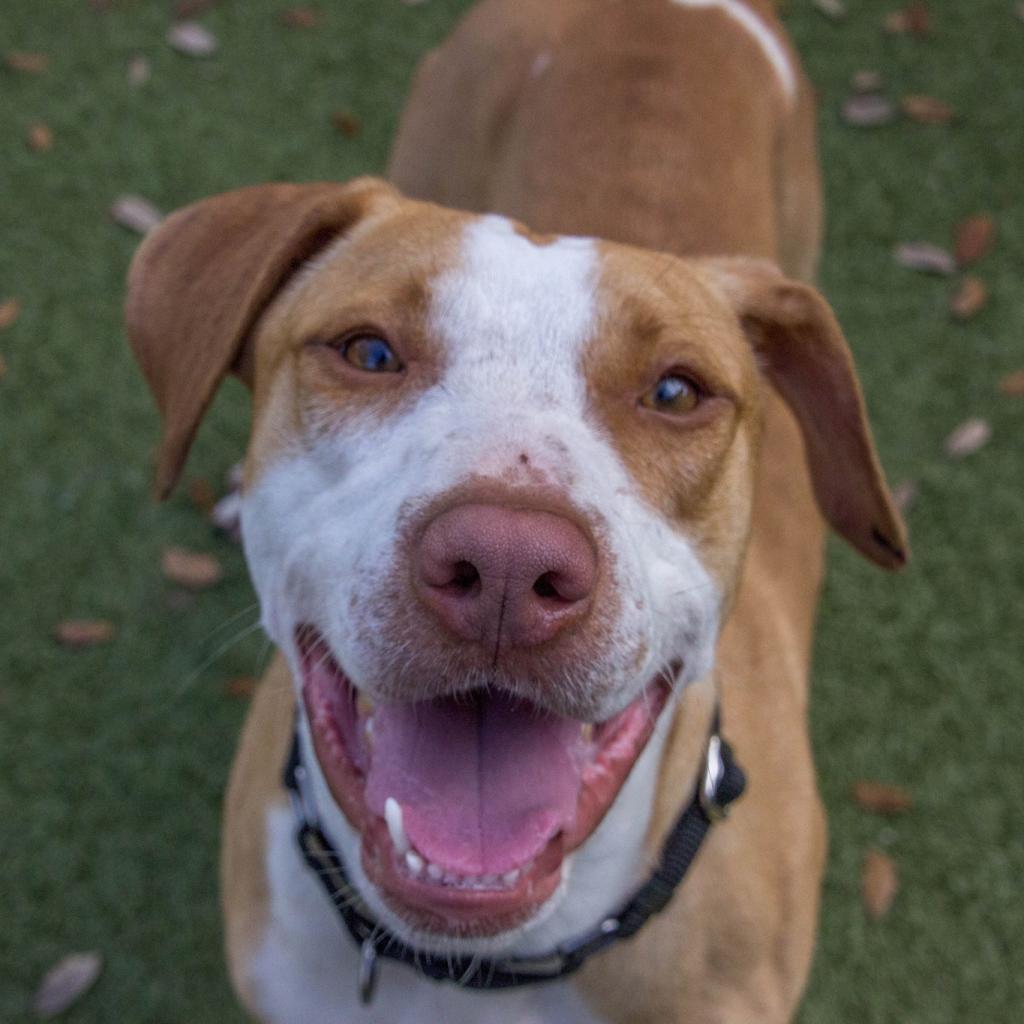 Brooks, a Adoptable Mixed Breed in Titusville, FL image 5/6