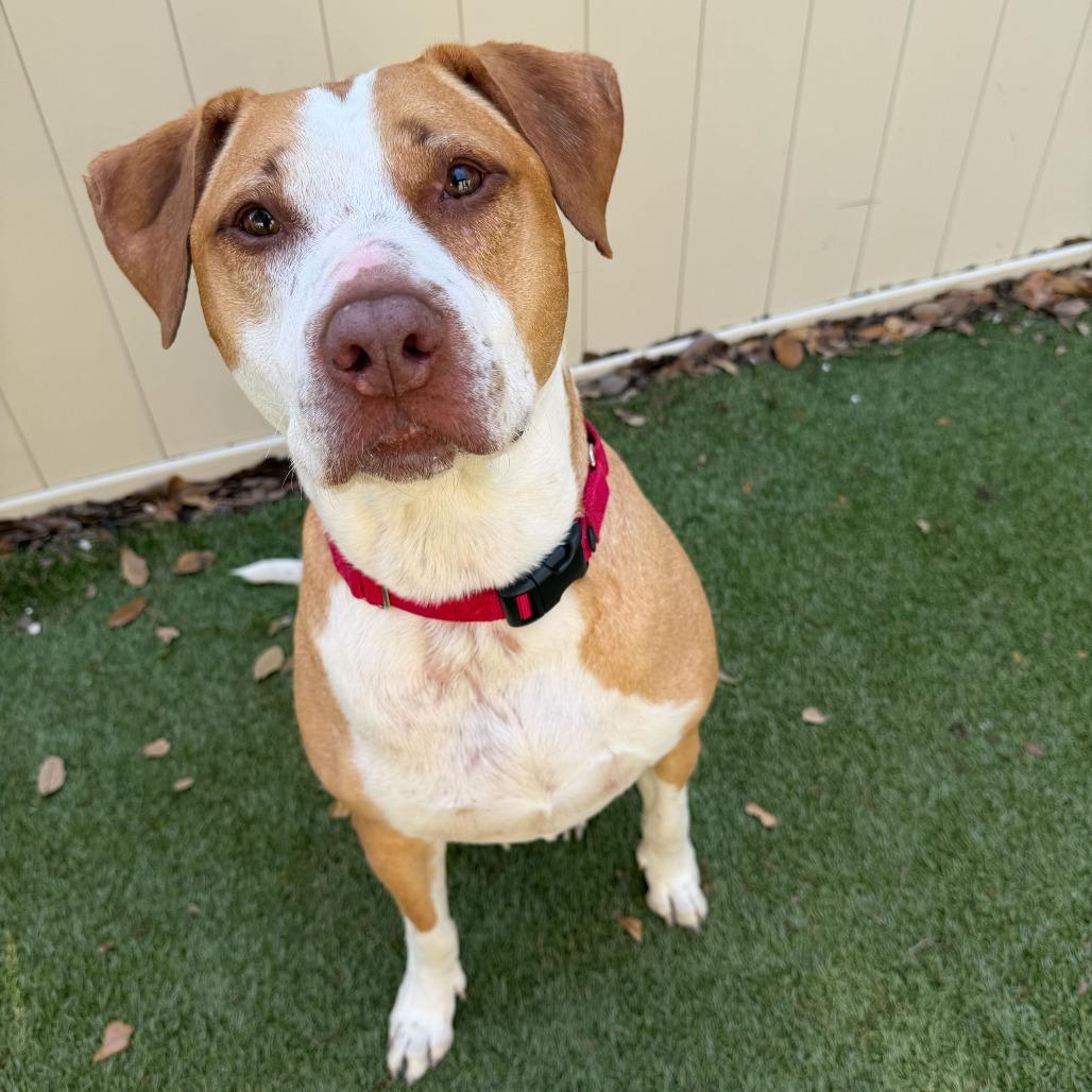 Brooks, a Adoptable Mixed Breed in Titusville, FL image 6/6