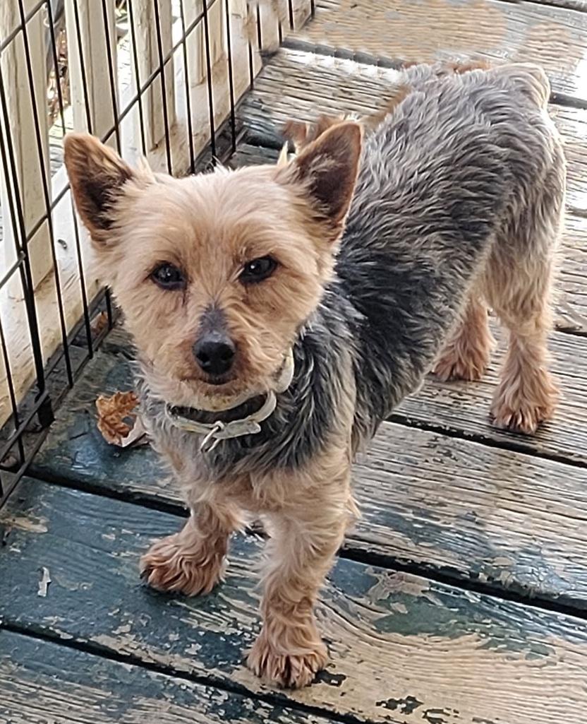 Spencer, Adoptable, Adult Male Yorkshire Terrier.