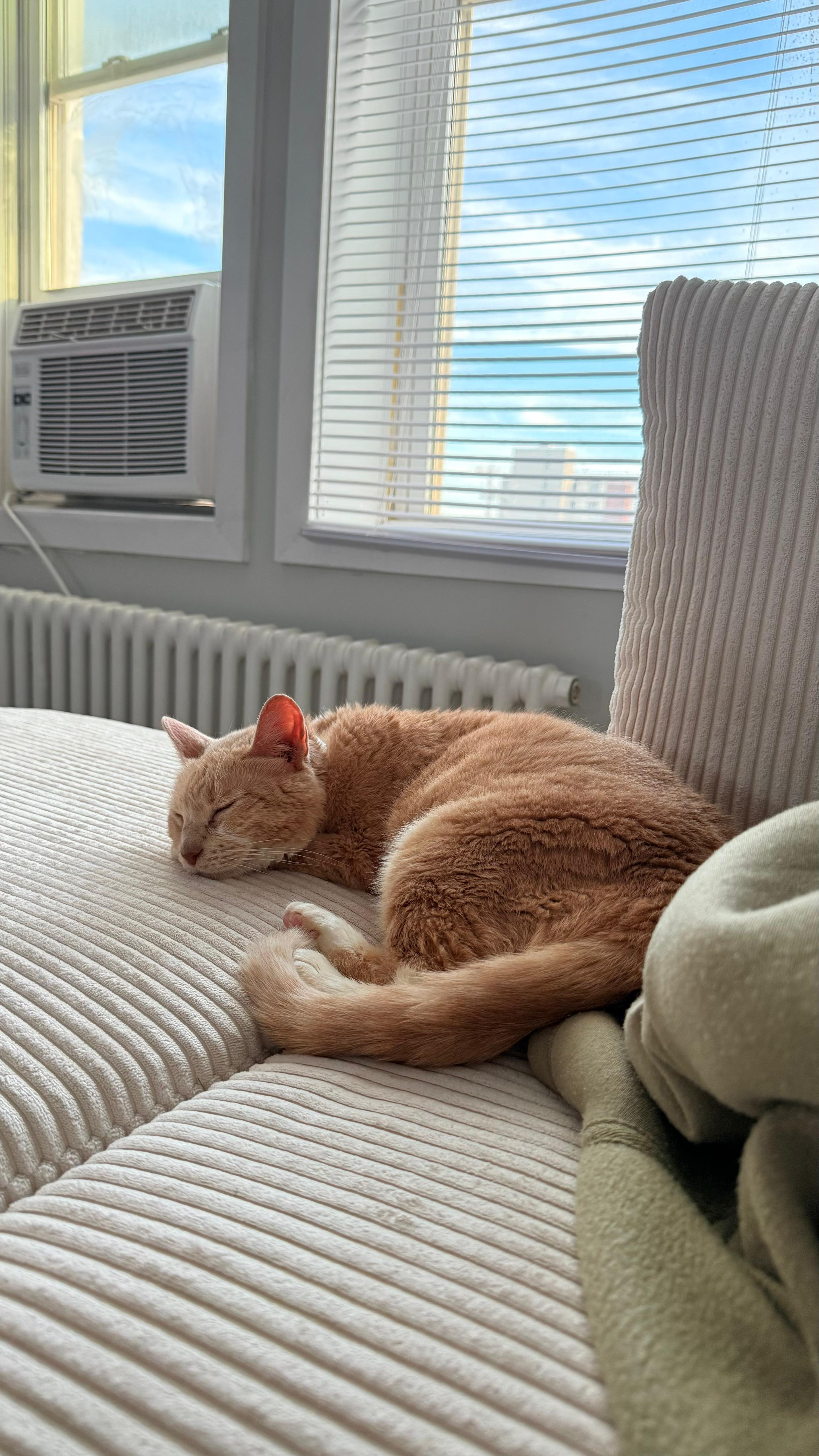 Enlarge Beige, a Adoptable American Shorthair in Brooklyn, NY image 1/3