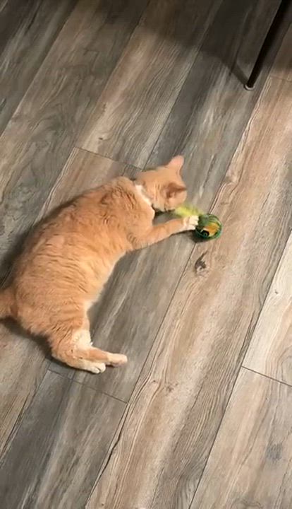 Enlarge Beige, a Adoptable American Shorthair in Brooklyn, NY video 2/3