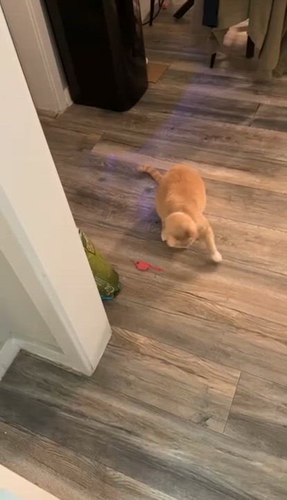 Enlarge Beige, a Adoptable American Shorthair in Brooklyn, NY video 3/3