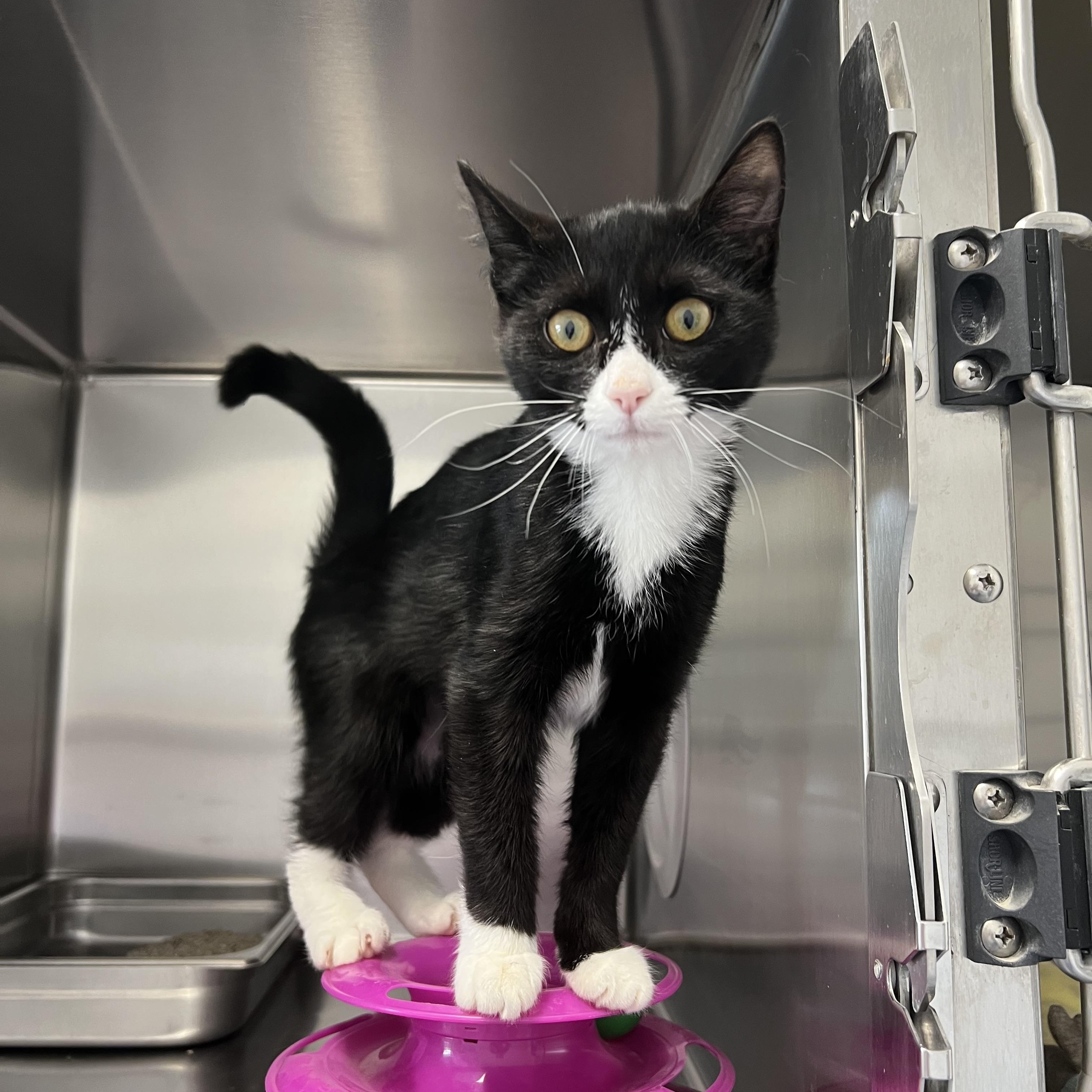 Enlarge Lily, an adoptable Domestic Short Hair in St Stephen, NB image 2/2