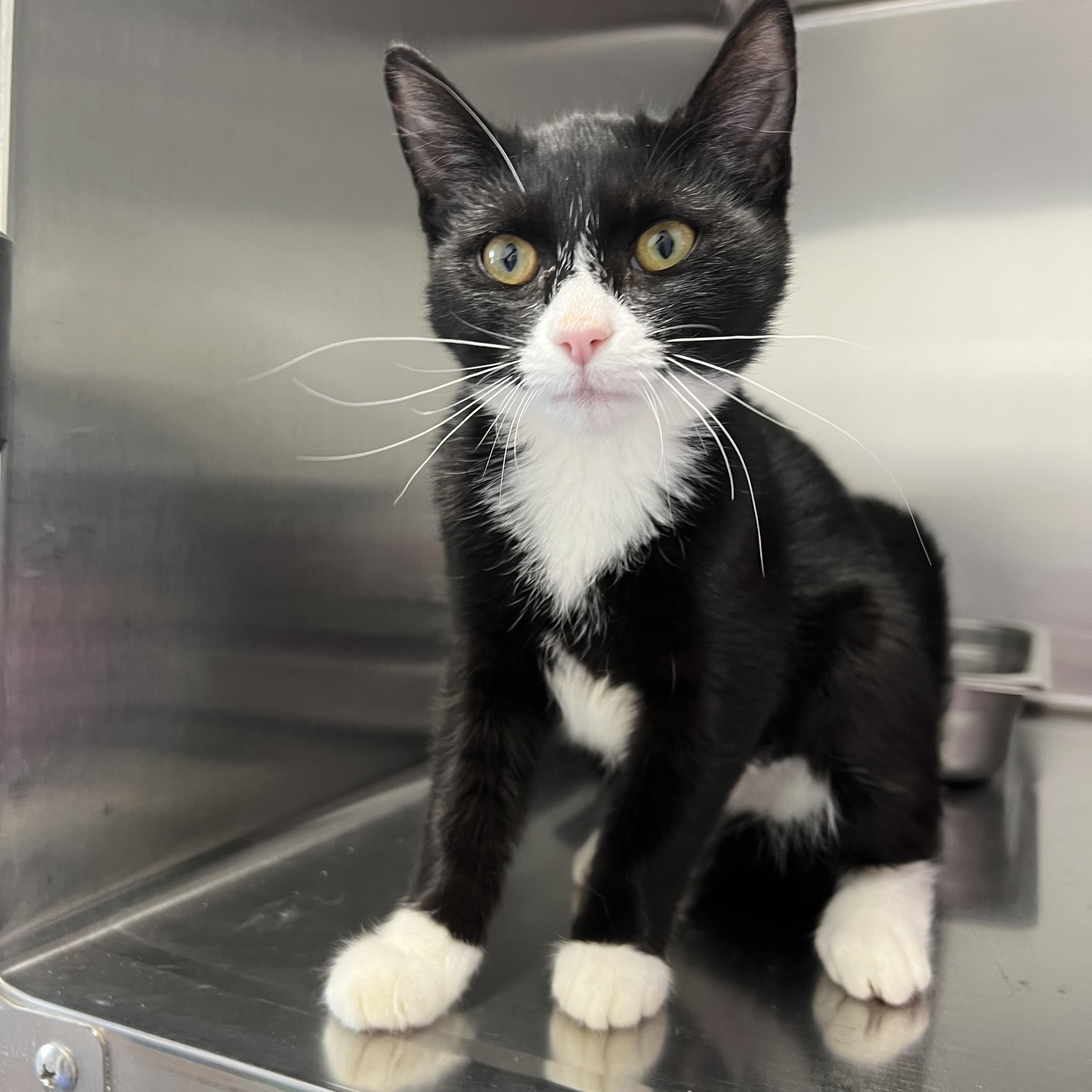 Lily, adoptable, Adult Female Domestic Short Hair.