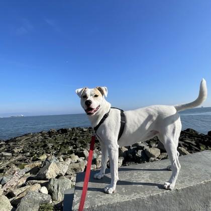 Piper, Adoptable, Adult Female Labrador Retriever & Mixed Breed.