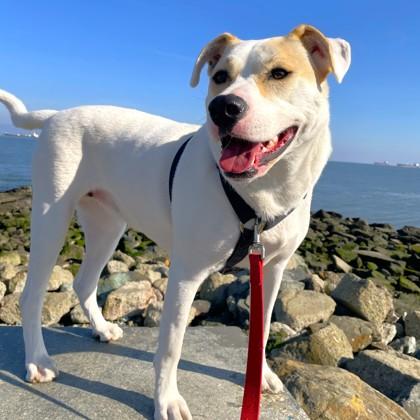 Piper, a Adoptable mixed breed in San Francisco, CA image 1/3