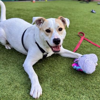 Piper, a Adoptable mixed breed in San Francisco, CA image 2/3