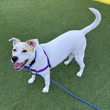 Enlarge Piper, a Adoptable mixed breed in San Francisco, CA image 2/2