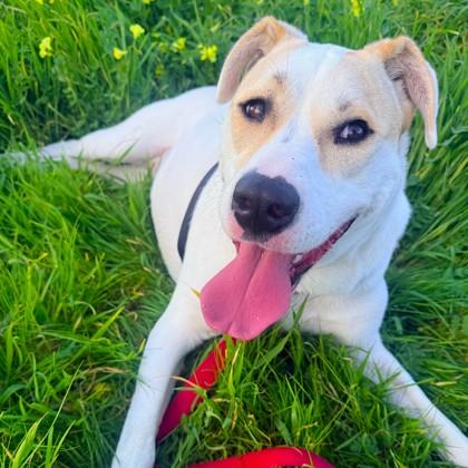 Piper, a Adoptable mixed breed in San Francisco, CA image 3/3