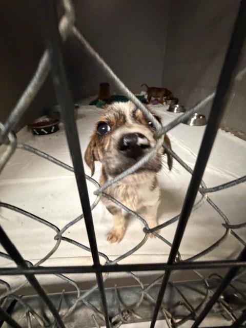 Toast, Adoptable, Puppy Male Plott Hound & Terrier.