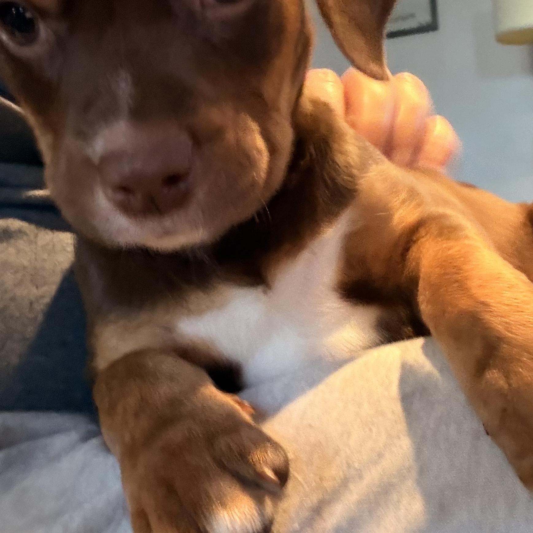 Enlarge Aphrodite, a ADOPTABLE mixed breed in Byron, IL image 3/6