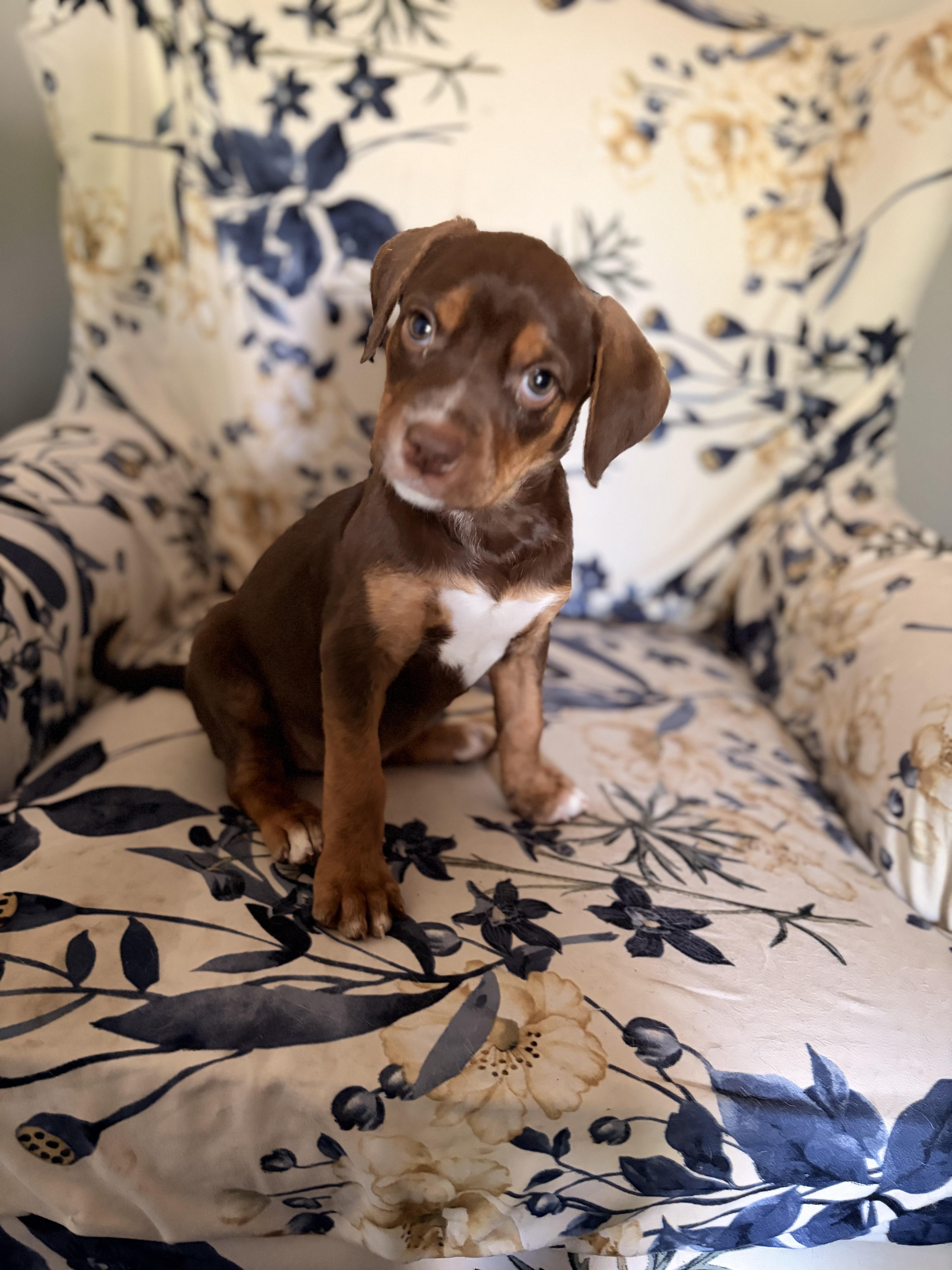 Enlarge Aphrodite, a ADOPTABLE mixed breed in Byron, IL image 2/6