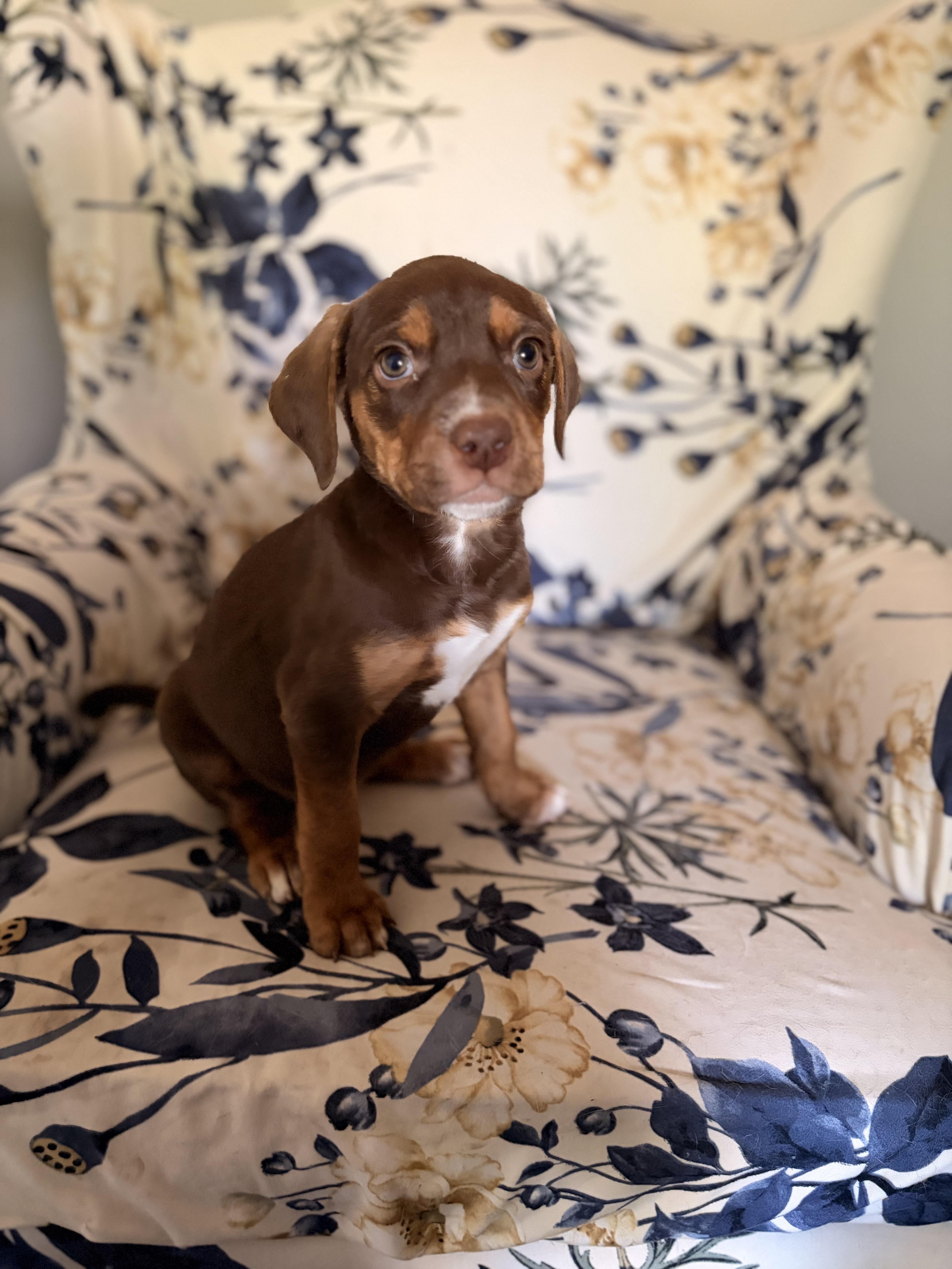 Enlarge Aphrodite, a ADOPTABLE mixed breed in Byron, IL image 1/6