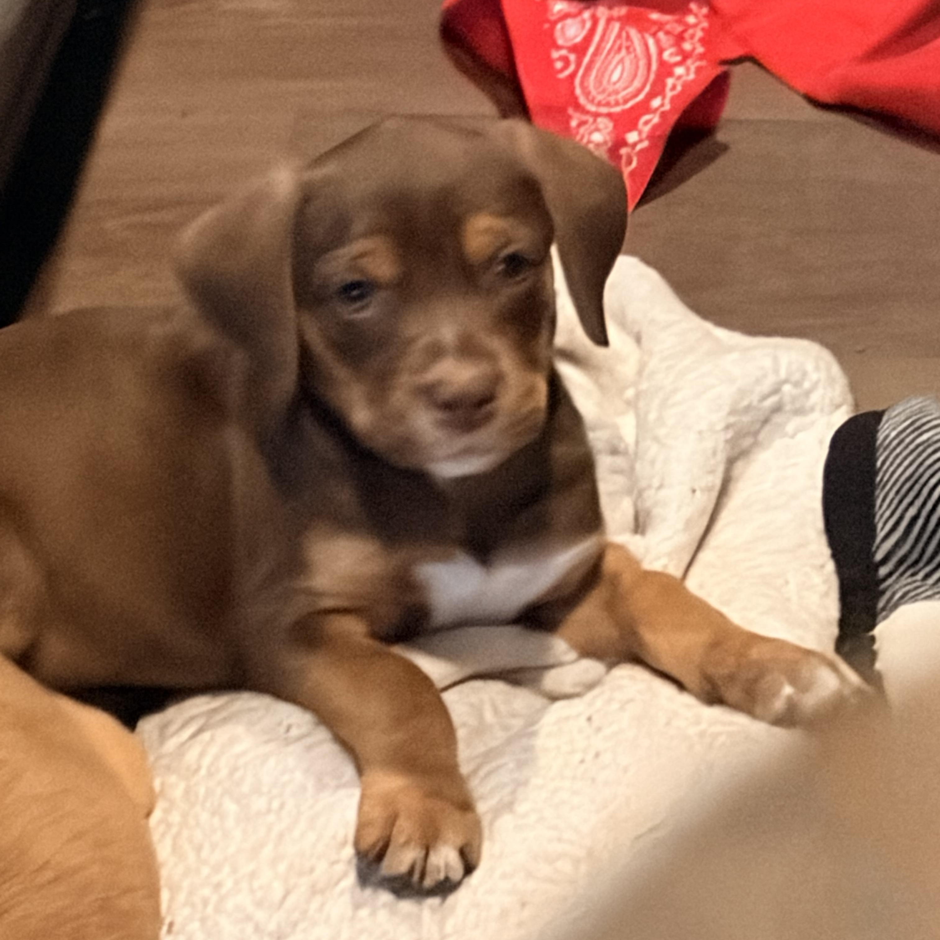 Enlarge Aphrodite, a ADOPTABLE mixed breed in Byron, IL image 5/6