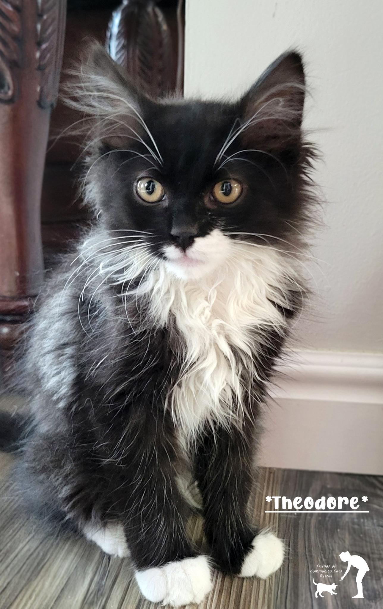 Theodore, adopted, Young Male Domestic Medium Hair.