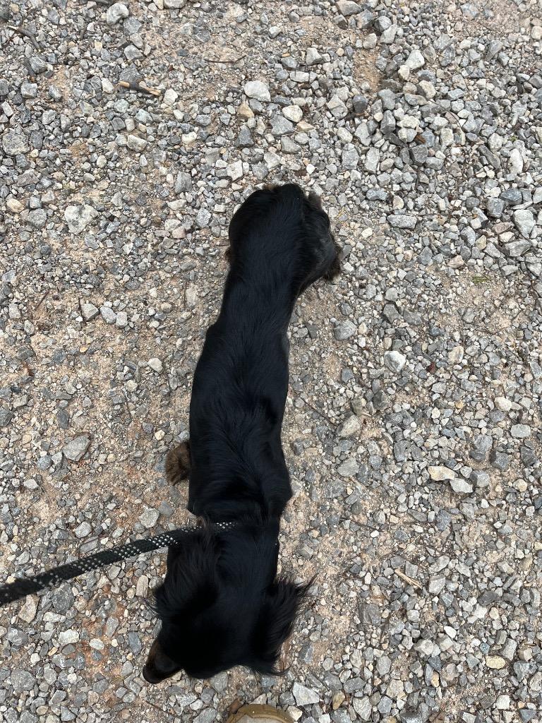 Enlarge Jacky, a Adopted Dachshund in Noble, OK image 1/3