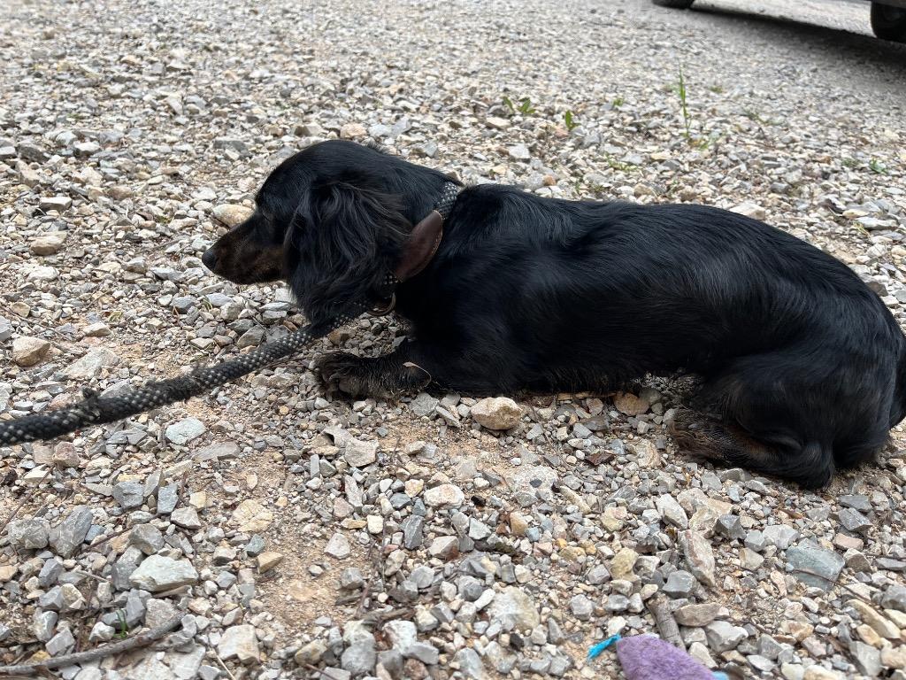 Enlarge Jacky, a Adopted Dachshund in Noble, OK image 2/3